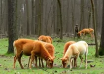 alimentação dos animais no inverno