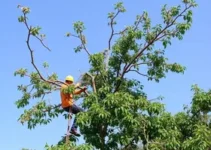 moradores pedem poda de árvore em Ribeirão Preto