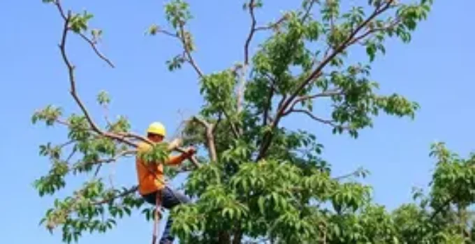 moradores pedem poda de árvore em Ribeirão Preto