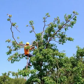moradores pedem poda de árvore em Ribeirão Preto