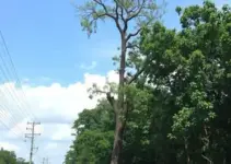retirada de árvore em Ribeirão Preto