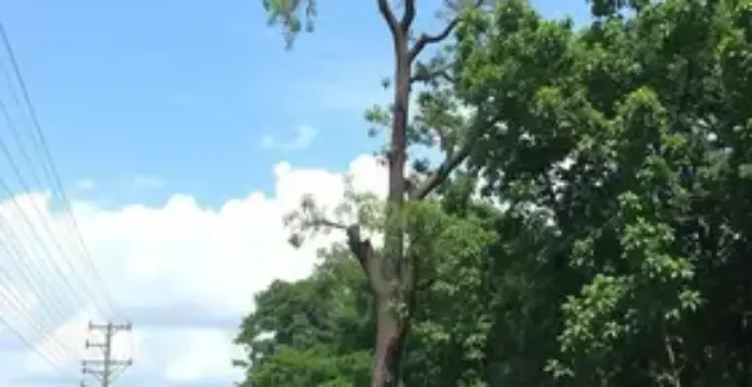 retirada de árvore em Ribeirão Preto