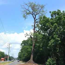 retirada de árvore em Ribeirão Preto