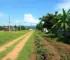 manutenção de terrenos