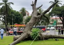 mulher ferida após árvore cair em Ribeirão Preto