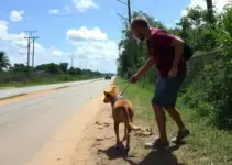 ataque de pitbull em Ribeirão Preto