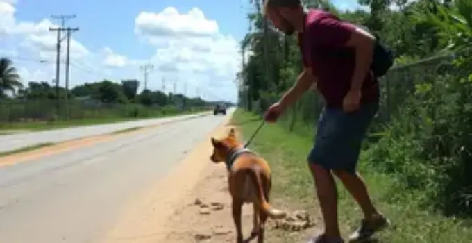 ataque de pitbull em Ribeirão Preto