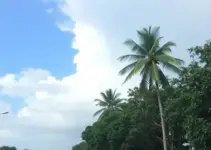 previsão do tempo em Ribeirão Preto