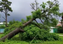 temporal Ribeirão Preto