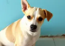 castração gratuita de cães e gatos