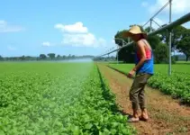 irrigação em Ribeirão Preto