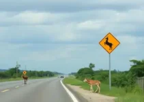passagem aérea para travessia de animais silvestres
