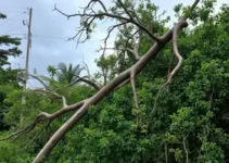 tempestade em Ribeirão Preto
